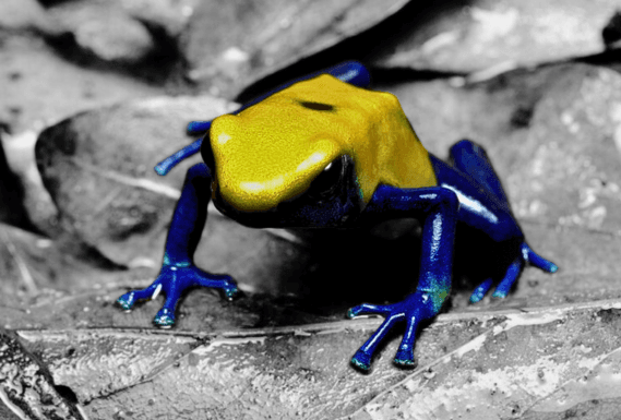 Dendrobates tinctorius "Citronella"