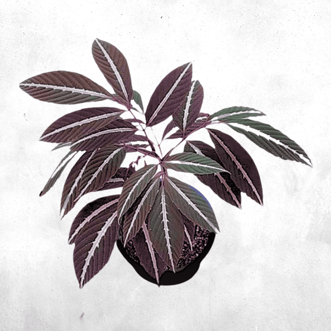 Leea amibilis - Vivarium Plant