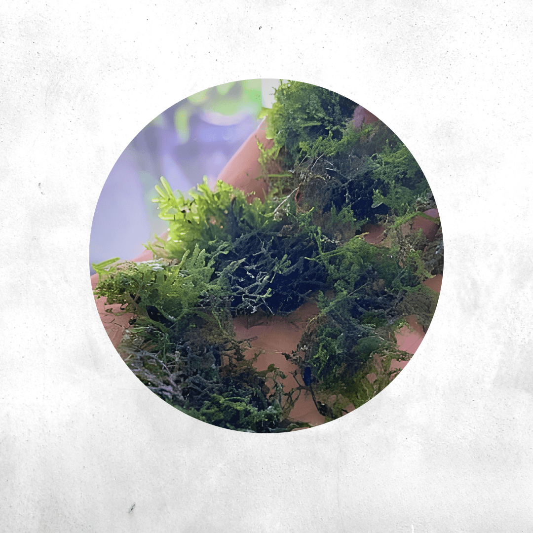 Riccardia Sp - Forrest Moss