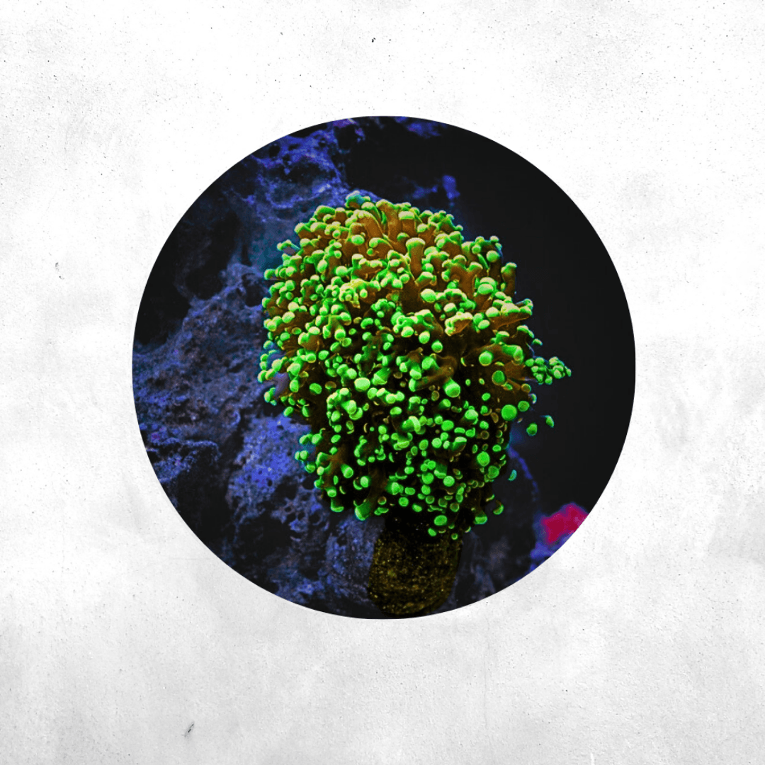 Fimbriaphyllia paradivisa - Coral