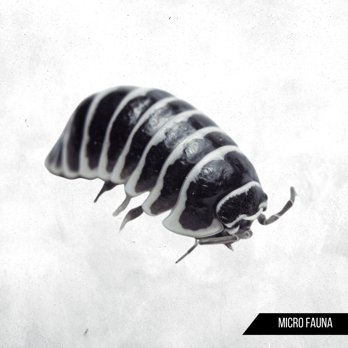 Armadillidium maculatum - Isopod