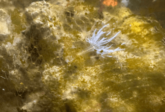 Aiptasia, hama yang sangat mengganggu habitat buatan air laut (Marine tank)