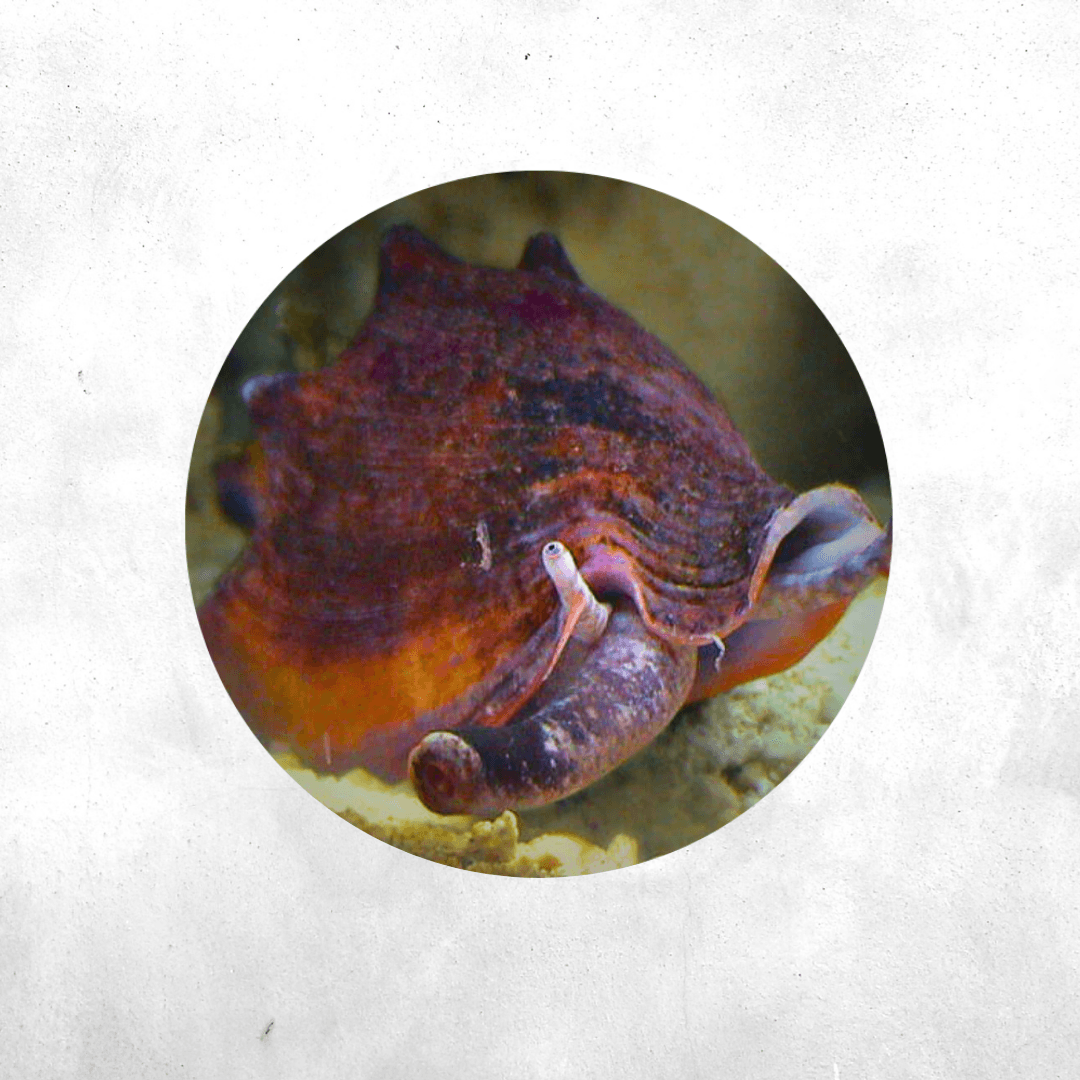 Strombus - Sea Snail