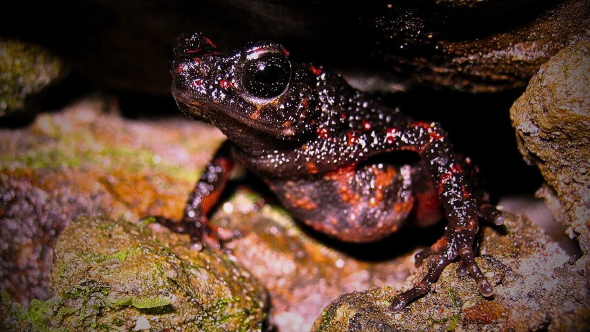 Leptophryne cruentata, satu-satunya Amfibi yang dilindungi di Indonesia
