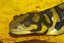 Ambystoma tigrinum