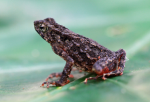 Leptophryne borbonica katak jam pasir