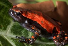 Phrynomantis microps