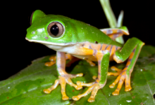 Phyllomedusa hypochondrialis