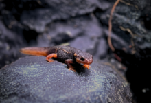 Tylototriton shanjing