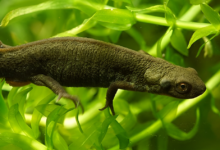 cynops fudingensis