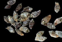 Siput laut Strombus / Babylonia (Fighting Conch Snail)