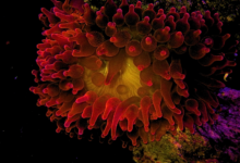 Entacmaea quadricolor