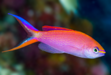 Pseudanthias smithvanizi