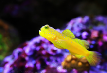 Cryptocentrus cinctus