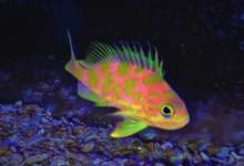 Odontanthias borbonius ikan air laut dalam