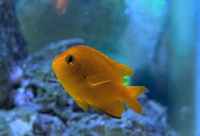 Pomacentrus moluccensis